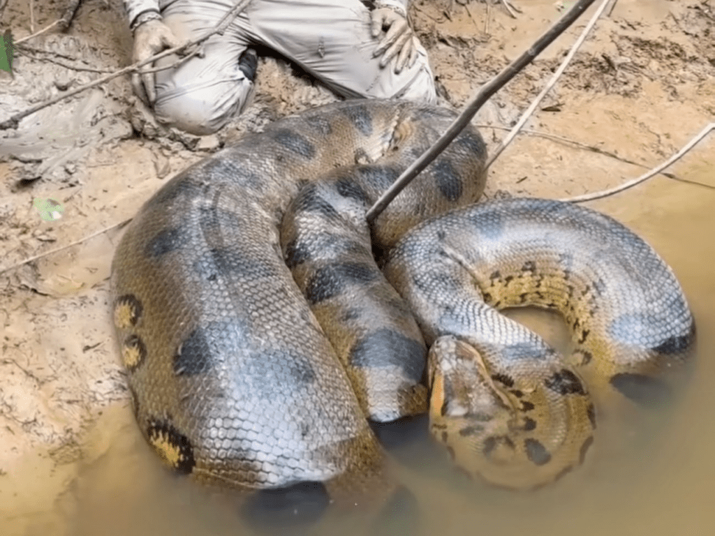 Una expedición al Amazonas: un aventurero descubre la colosal Anaconda, image size:1024x768