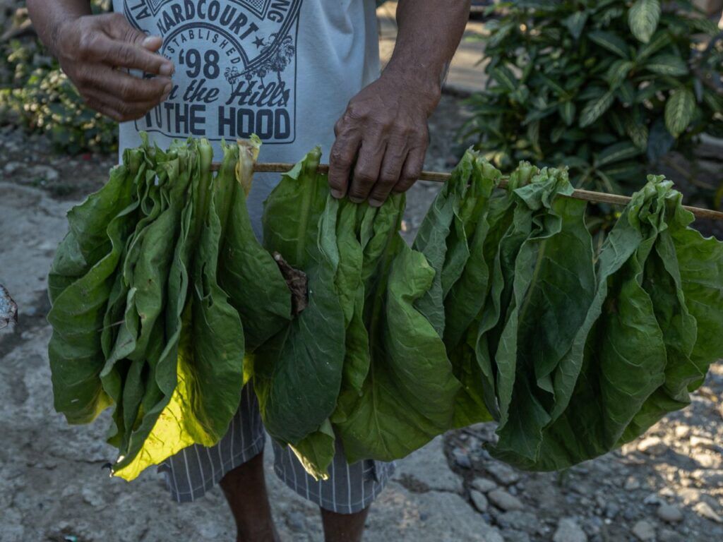 tobacco leaves philippines Dried for sale at the market in Banaue village in the Island of Luzon, Stock Photo Tobacco Leaves For Sale, Market