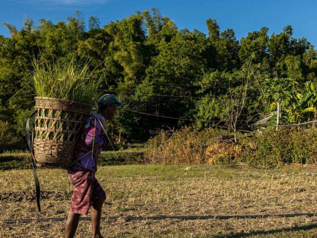 tobacco farming in the philippines Urged To Support Farmers at COP A day in the life